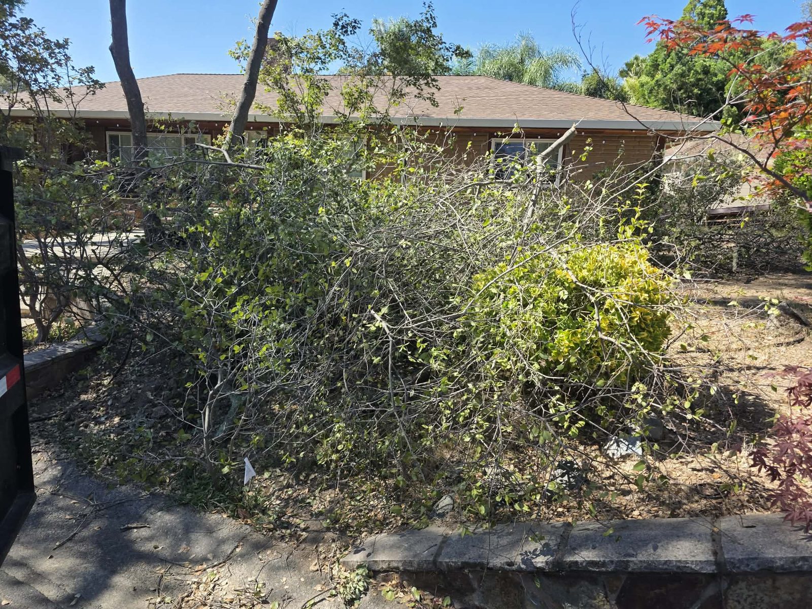 Clean Slate Hauling and Removal overgrown bushes before removal